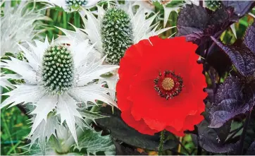  ??  ?? Vivid: Add contrast with Eryngium giganteum and Ageratina Altissima Chocolate