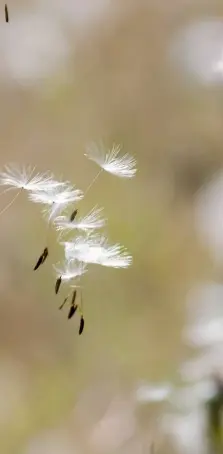  ??  ?? After flowering is finished, the dandelion head dries out and its petals drop off. The bracts reflex to reveal a sphere of seeds to be carried off on the breeze.