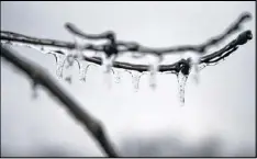  ?? JESSIE WARDARSKI / TULSA WORLD ?? Icicles hang from a branch of a tree in Tulsa on Saturday.