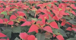  ??  ?? Poinsettia in the greenhouse