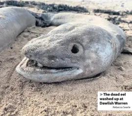  ?? Rebecca Searle ?? The dead eel washed up at Dawlish Warren