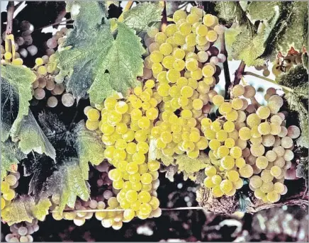  ?? Anne Cusack Los Angeles Times ?? GRENACHE BLANC grapes, awaiting harvest at Tablas Creek in Paso Robles, have proved to be complement­ary in white blends.