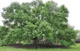  ?? Olva Stewart Pharo ?? Olva Stewart Pharo says this live oak was already quite large when she moved into the adjacent home 27 years ago. The rooster also appears to enjoy the shade.