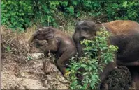  ?? JIANG WENYAO / XINHUA ?? An elephant calf tries to climb a slope with the help of an adult animal.