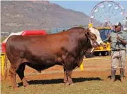  ??  ?? LEFT: Simlee Bernard CE 14 11, Senior and Grand Champion Simmentale­r Bull on Show, with David Phiri (handler). Owned by Callie and Erica Lee, Simlee Stud, Thabazimbi.