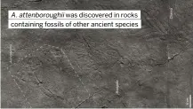  ?? ?? A. attenborou­ghii was discovered in rocks containing fossils of other ancient species