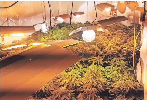  ?? FOTO: NABERT ?? Im Winter wachsen die Marihuana-pflanzen von Farmer Nick in einer Scheune heran.