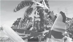  ??  ?? Orlando Corrales grows forage plants interspers­ed within banana plantation­s, using the leaves and stems for feeding his cattle on the Jibacoa farm, which is surrounded by live fences, in the south of the Cuban capital. — Jorge Luis Baños/ IPS photos