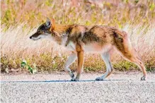  ?? Courtesy of Josh Henderson ?? The unique coyote population’s DNA has been shown to have ties to rare red wolves. The coyotes are protected by the Texas Parks and Wildlife Department.