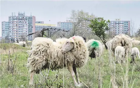  ??  ?? Stádo za Jižním Městem Dvě stovky ovcí se nyní pasou u Milíčovské­ho rybníka, příští týden je čeká stěhování. Foto: Yan Renelt, MAFRA