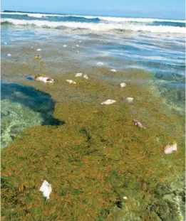  ?? ?? Poissons morts sur la plage à la Réunion. Photo de Mathieu Séré.