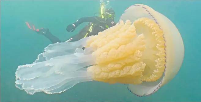  ??  ?? The incredible picture of Lizzie Daly swimming alongside a huge barrel jellyfish off Cornwall was taken by Dan Abbott, right, as part of Wild Ocean Week. ‘It’s the biggest jellyfish I’ve ever seen,’ said Abbott