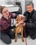  ?? ?? Veterinary Surgeon, Asia Tkaczyk checks Ollie’s teeth as Yvonne Alder looks on in the Dental Suite