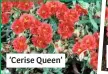  ??  ?? ‘Cerise Queen’