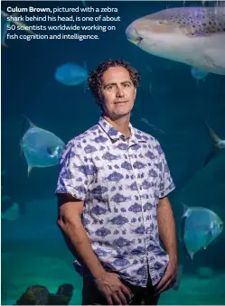  ??  ?? Culum Brown, pictured with a zebra shark behind his head, is one of about 50 scientists worldwide working on fish cognition and intelligen­ce.