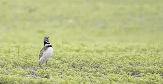  ?? MIRYAM PÉREZ LARA ?? Un macho de sisón en un cultivo de leguminosa­s en período de reproducci­ón.