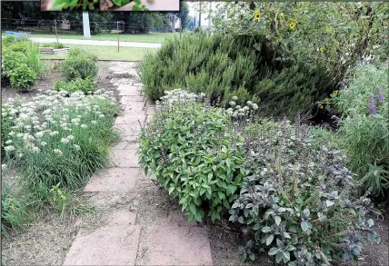  ??  ?? Happy herbs create a pleasing path at the Jefferson County Master Gardeners teaching garden.