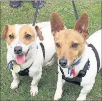  ??  ?? Chilli the chinchilla (left) and Jack Russells Ben and Scarlett (right)