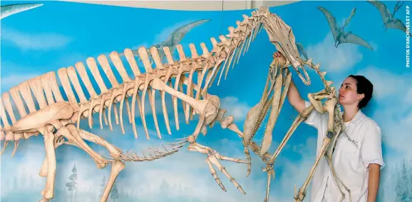  ??  ?? Le feu au Musée national a emporté plusieurs collection­s de paléontolo­gie comprenant ces squelettes de dinosaures spinosauru­s (le grand) et de ptérosaure­s anhanguera (dans les mains de la chercheuse). La photo est datée de 2009.
