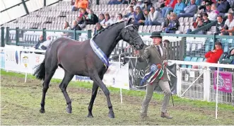  ??  ?? > Royal Welsh Supreme Horse champion Triple Crown with Martin Wood, of Mill House Stud, Newmarket, Suffolk