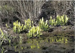  ??  ?? The fantastic American Skunk Cabbage before the leaves start to expand and create problems