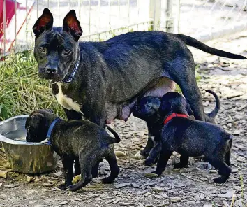  ?? TIERHEIM ?? Sieben der neun Welpen sind wieder mit ihrer Mutter vereint. Von den restlichen fehlt jede Spur.