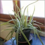  ?? LEE REICH VIA AP ?? This undated photo shows an aloe plant in New Paltz, N.Y. Aloe is one of a number of houseplant­s that tolerate a lot of abuse, so are ideal for anyone who want some household greenery but lacks a green thumb.