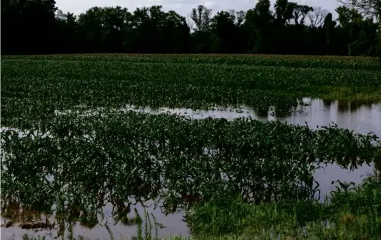  ?? BARRY CHIN/GLOBE STAFF ?? In Northampto­n, cornfields along Island Road were left flooded Tuesday after storms the day before.