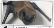  ??  ?? DANGER Bats were sold in markets