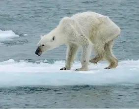  ??  ?? Lo scatto L’orso ritratto alle Svalbard, mar Glaciale Artico, dalla fotografa Kerstin Langenberg­er