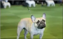  ?? SETH WENIG — THE ASSOCIATED PRESS FILE ?? In this file photo, a French bulldog competes at the Westminste­r Kennel Club show in New York.