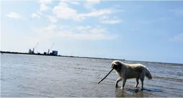  ?? Bild: Anna Persson ?? Fria hundar på Västra stranden är en inskränkni­ng av individens frihet.