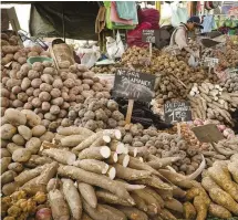  ??  ?? Diverse appeal
A potato stall in a Peruvian market. Peru is now home to up to 3,800 potato varieties, making it a key component in the country’s quest for food security