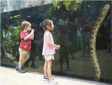  ?? ?? Children watch as a female green anaconda explores its enclosure in the “Amazon Rising” exhibit at the Shedd Aquarium on Tuesday.