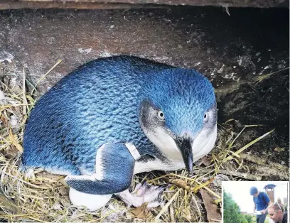  ?? PHOTOS: AIMEE HORRELL/HAMISH MACLEAN ?? Early start . . . A 6yearold female little penguin sits on the second egg discovered at the Oamaru Blue Penguin Colony this week.
Right: Oamaru Blue Penguin Colony staff Henry Elsom and Aimee Horrell found three eggs, on three nests, at the colony during monitoring on Wednesday, the earliest eggs have been recorded at the colony since 1996.