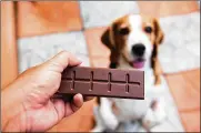  ?? YANGTAK/ SHUTTERSTO­CK ?? Animals can’t eat chocolate. It contains caffeine, theobromin­e, which is dangerous for pets. If a dog eats it, it may die.