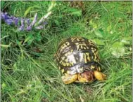  ??  ?? Box turtle numbers have declined over the years due to habitat loss, low birth rate, and mortality from cars and farm machinery.