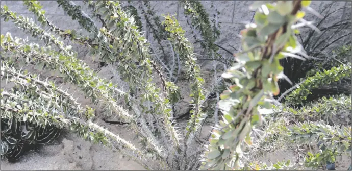  ?? PHOTO COURTESY OF IMPERIAL VALLEY DESERT MUSEUM ?? An Ocotillo plant.