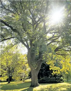  ??  ?? A mature oak tree on the grounds of Niagara Parks Botanical Gardens. A twometre-tall sapling can grow into a seven- to 12-metre giant with an equally wide spread. Don’t try to squeeze a big tree into a small space.