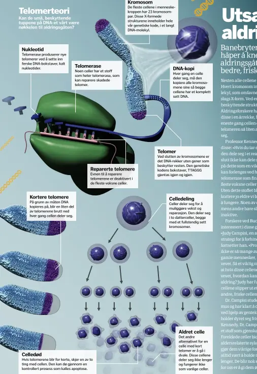  ??  ?? Telomerteo­ri
Kan de små, beskyttend­e tuppene på DNA-et vårt vaere nøkkelen til aldringsgå­ten? Nukleotid
Telomerase produserer nye telomerer ved å sette inn ferske DNA-bokstaver, kalt nukleotide­r. Kortere telomere
På grunn av måten DNA kopieres på,...