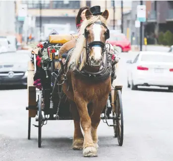  ?? GRAHAM HUGHES / THE CANADIAN PRESS ?? Montreal will ban horse-drawn guided carriage tours on Jan. 1, citing heightened concern over animal welfare and
a series of high-profile incidents involving the horses that spawned a wave of outrage and concern from citizens.