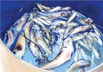  ?? EFE ?? Operarios de la Comunidad retiraron ayer 250 ejemplares de peces muertos en el Mar Menor