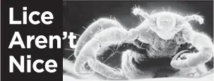  ?? photo courtesy CDC ?? Adult head lice are about 2 to 3 mm long.