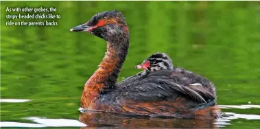  ??  ?? As with other grebes, the stripy-headed chicks like to ride on the parents’ backs