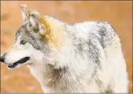  ?? Ned Gerard / Hearst Connecticu­t Media ?? One of the Mexican gray wolves at the Beardsley Zoo in Bridgeport in 2017. It’s been more than a decade since captiverea­red Mexican gray wolves were reintroduc­ed into the wild as part of the Endangered Species Act.