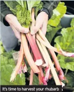  ??  ?? It’s time to harvest your rhubarb