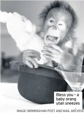  ?? IMAGE: BIRMINGHAM POST AND MAIL ARCHIVE ?? Bless you – a baby orang utan sneezes