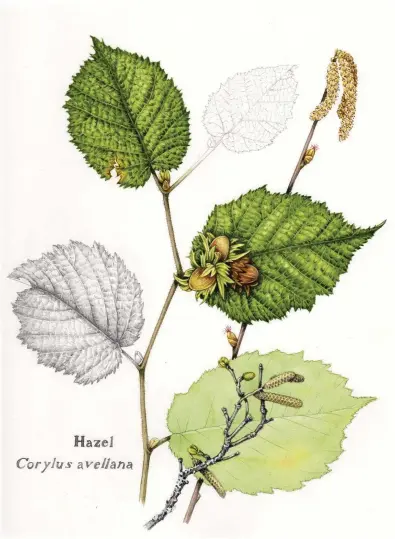  ??  ?? Botanical illustrati­ons, such as this hazel artwork by Lizzie Harper, can highlight minute details in a way photograph­y would struggle to emulate.