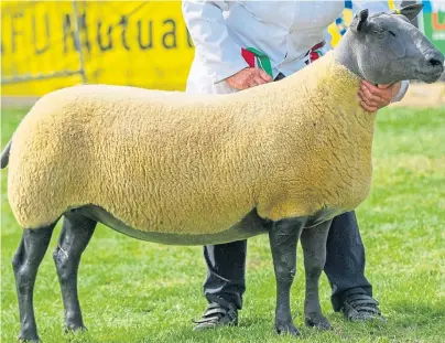  ??  ?? EVENT: Thousands flock to Turriff for the show to witness the wonderful animals such as this Bleu Du Maine