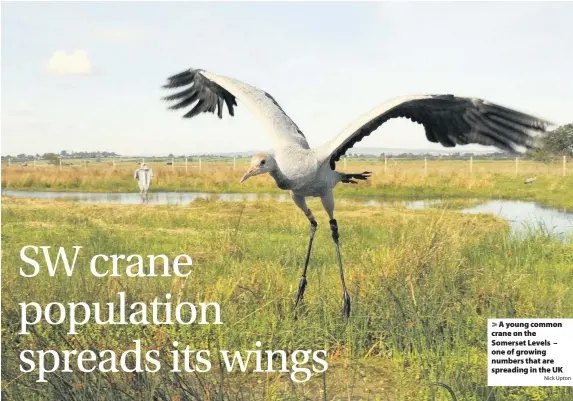  ?? Nick Upton ?? > A young common crane on the Somerset Levels – one of growing numbers that are spreading in the UK